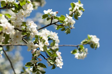 Apple blossom over nature background, beautiful spring flowers Horizontal imageの写真素材