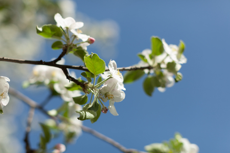 Apple blossom over nature background, beautiful spring flowers Horizontal imageの写真素材