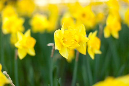 Amazing Yellow Daffodils flower field in the morning sunlight. The perfect image for spring background, flower landscape. narcissus backgroundの写真素材