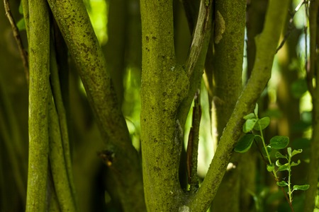 old tree trunk with many different forms texture pattern.の写真素材