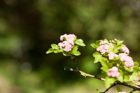 Blossom apple over nature background, spring flowers.の写真素材