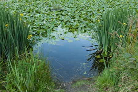 Close up of a water lily Background No peopleの写真素材