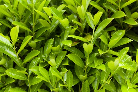 Green leaves pattern background, Natural background. Dark toneの写真素材