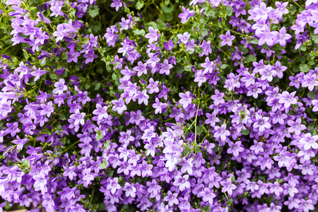 Pink phlox subulata flowers background Horizontal imageの写真素材