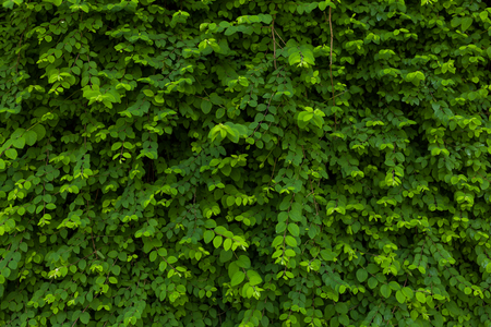 Green leaves pattern background, Natural background. Dark toneの写真素材