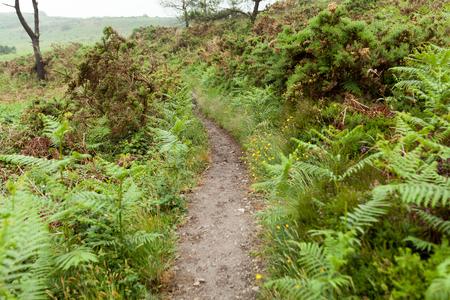 Botanical Garden Le Vallon du Stang Alar Brest France 28 may 2018 - a walking track.の写真素材
