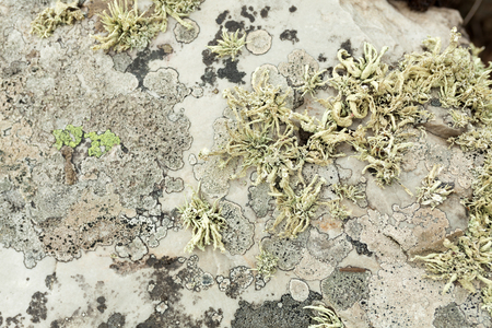 Nature Backgrounds. North botanical garden close up background.の写真素材