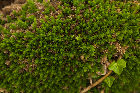 Nature Backgrounds. North botanical garden close up background.の写真素材