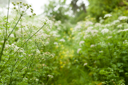 Summer grass and wildflower background. Horizontal image with sunlightの写真素材
