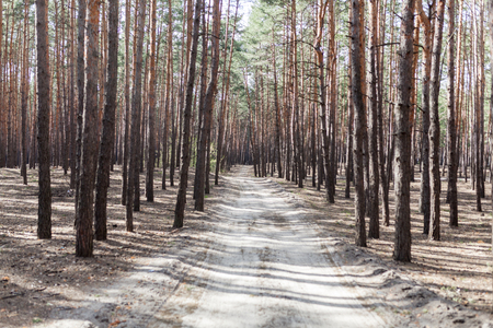 pine forest rural sand road Summer day sith sunlightの写真素材