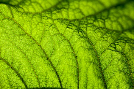 green leaf background close up horizontal tramsparent textureの写真素材