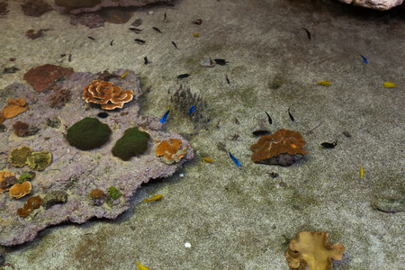 Colorful underwater aquarium marine life horizontal backgroundの写真素材