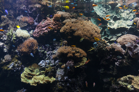 Tropical fish with corals and algae in blue water. Beautiful background of the underwater worldの写真素材