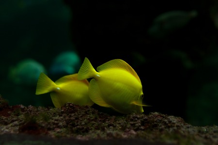 yellow tropical fishes meet in blue coral reef sea water aquarium.の写真素材