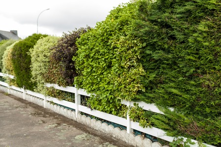 Beautiful Alley In Park. Garden Landscaping Design Conceptの写真素材