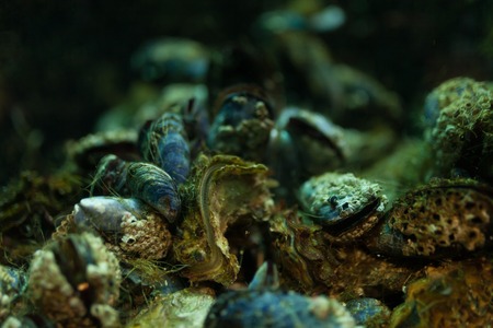 Close up mussel background underwater in the aquarium.の写真素材