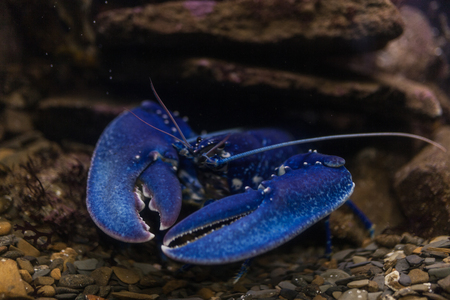 Blue crayfish in aquarium Exotic sealife backgroundの写真素材