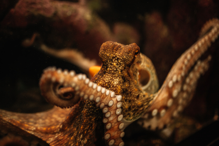 Octopus in the aquarium Selective focus Octopus looking straight into the eyes of the observerの写真素材