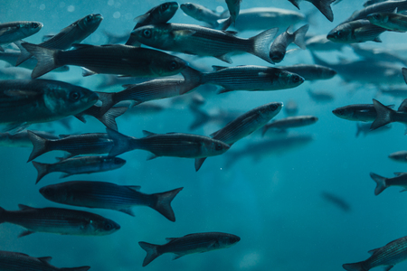 Fishes in aquarium or reservoir ubder water on fish farm Sealife backgroundの写真素材