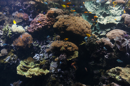 Tropical fish with corals and algae in blue water. Beautiful background of the underwater worldの写真素材