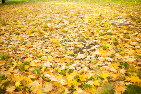 Fallen autumn leaves on grass in sunny morning light toned backgroundの写真素材
