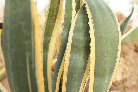 Close up green and yellow cactus leaf backgroundの写真素材