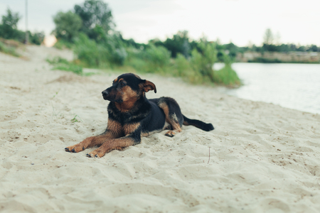 Mutt puppy laying on the sand at the dog beach abandoned lonely dogの写真素材