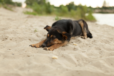 Mutt puppy laying on the sand at the dog beach abandoned lonely dogの写真素材