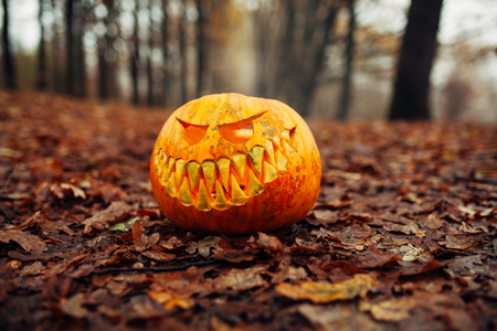 Halloween scary pumpkin in autumn forest One pumpkin background.の写真素材