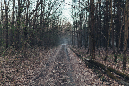 dark scary forest path at night surreal Halloween background Autumn seasonの写真素材