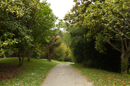 Beautiful Alley In Park. Garden Landscaping Design Conceptの写真素材