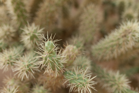 A large cactus with thorns in the wild spiny background close upの写真素材