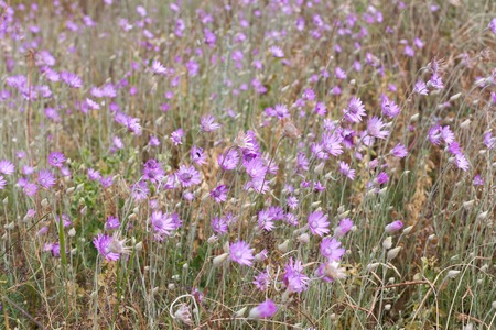 Field of purple pink flowers on the hillside Summer season Backgroundの写真素材