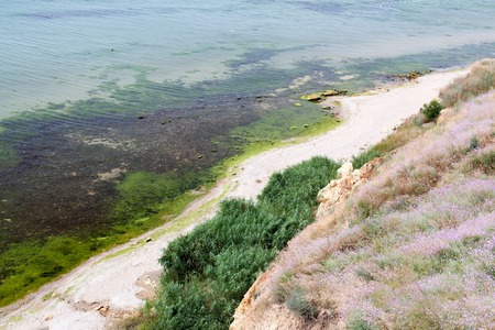 Algae seaweed on the seashore near the cliff. Dirty beach. View from above.の写真素材