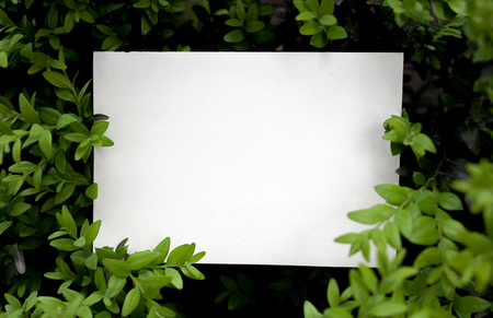 Creative layout made of green leaves with paper card note. Flat lay. Nature concept.の写真素材