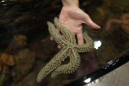 Live starfish in hand. Element of training children in the aquarium.の写真素材