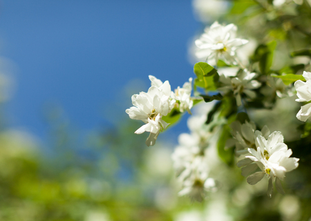 Blossom apple over nature background, spring flowers.の写真素材