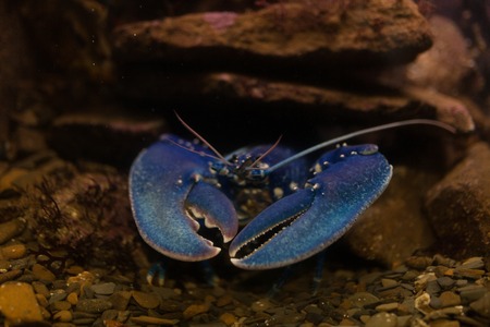 Blue crayfish in aquarium Exotic sealife backgroundの写真素材