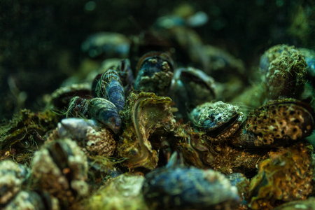 Close up mussel background underwater in the aquarium.の写真素材