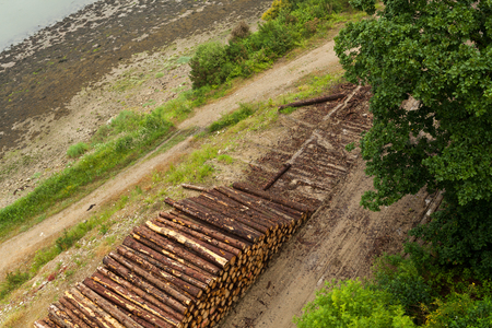Wooden logs of pine woods in the forest, stacked in a pile. Freshly chopped tree logs stacked up on top of each other in a pileの写真素材