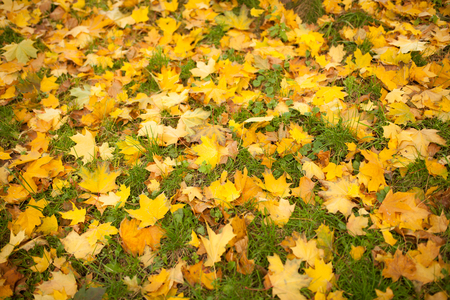 Fallen autumn leaves on grass in sunny morning light toned backgroundの写真素材
