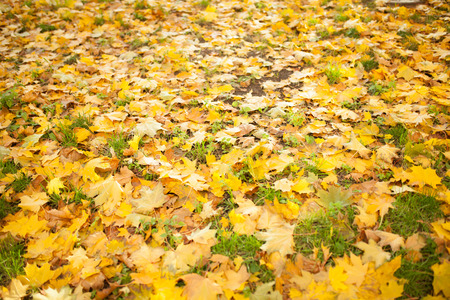 Fallen autumn leaves on grass in sunny morning light toned backgroundの写真素材