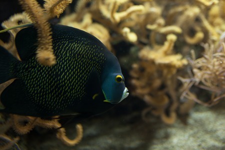 Fishes in aquarium or reservoir ubder water on fish farm Sealife backgroundの写真素材