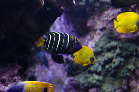Fishes in aquarium or reservoir ubder water on fish farm Sealife backgroundの写真素材