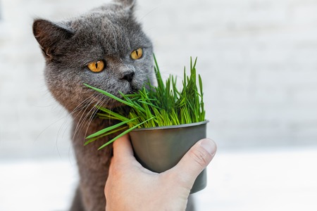 British Shorthair cat He eats useful vitamin-rich grass in a pot from a pet shop. on the gray backgroundの写真素材