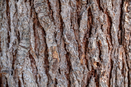 Background texture of tree bark. Skin the bark of a tree that traces crackingの写真素材