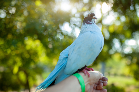 A colored dove of blue sits on a mans hand against the background of bright green foliage. Summer time.の写真素材