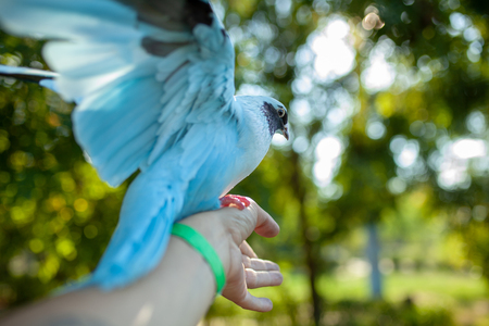 A colored dove of blue sits on a mans hand against the background of bright green foliage. Summer time.の写真素材