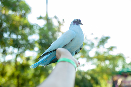 A colored dove of blue sits on a mans hand against the background of bright green foliage. Summer time.の写真素材