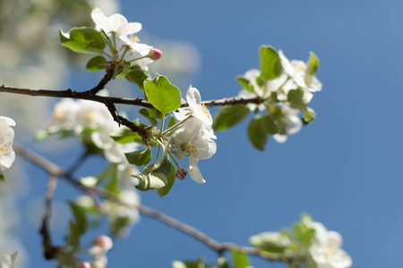 Apple blossom over nature background, beautiful spring flowers Horizontal imageの写真素材
